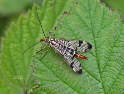 Scorpion Fly (Panorpa sp. probably P.germanica) female, Alan Prowse